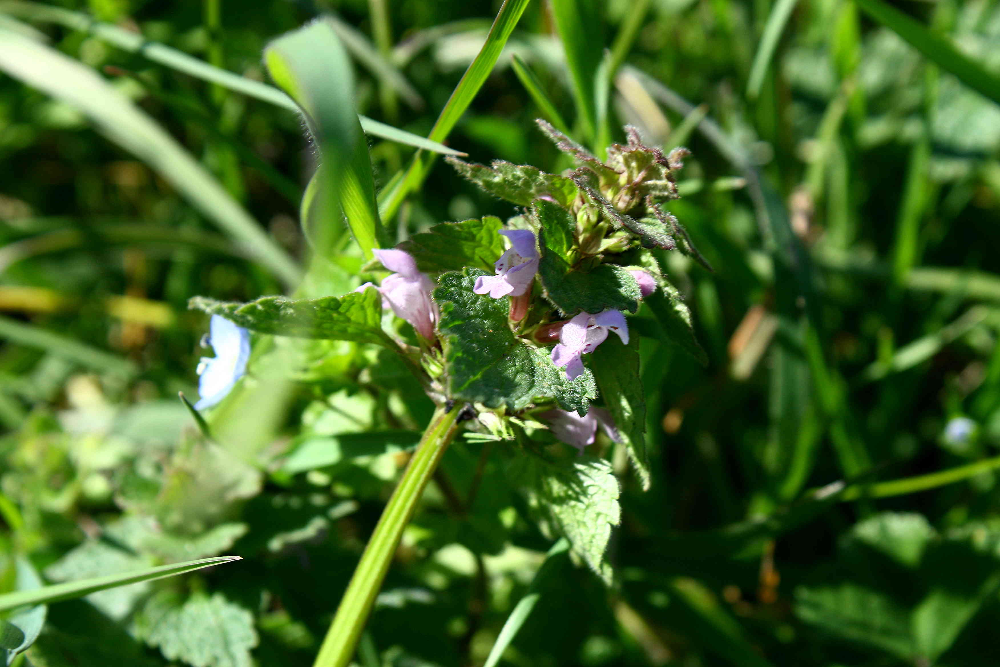 Lamium purpureum